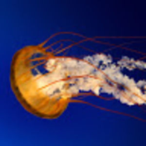 Meet your Posher, Dylan